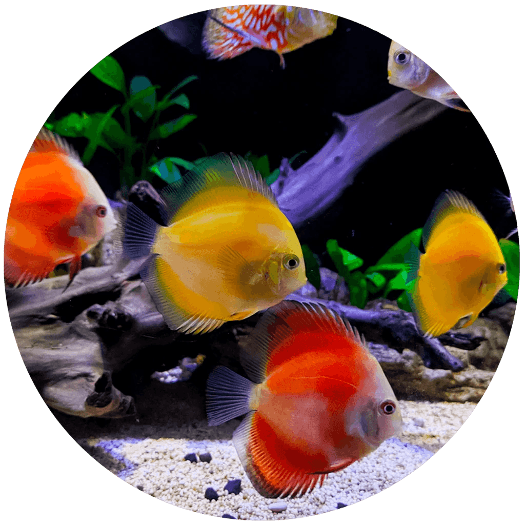 featured fish